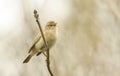 A pretty Chiffchaff Phylloscopus collybita perched on a branch of a tree singing. Royalty Free Stock Photo