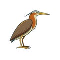 Stunning Chinese Pond Heron Bird Artwork Royalty Free Stock Photo
