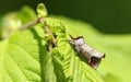A stunning Chocolate-tip Moth Clostera curtula perching on a leaf. Royalty Free Stock Photo