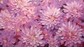 Stunning Chrysanthemum Art: 3d Floral Painting With Dimensional Layering Royalty Free Stock Photo