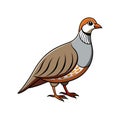 Stunning Chukar Partridge Bird Illustration Royalty Free Stock Photo