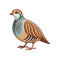 Stunning Chukar Partridge Bird Representation Royalty Free Stock Photo