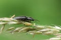 A pretty Clickbeetle Aplotarsus incanus perching on the seeds of a grass. Royalty Free Stock Photo