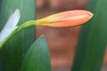 Stunning Clivia flower bud days before opening Royalty Free Stock Photo