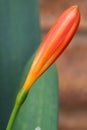 Stunning Clivia flower bud days before opening Royalty Free Stock Photo