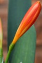 Stunning Clivia flower bud days before opening Royalty Free Stock Photo