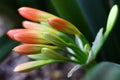 Stunning Clivia flower buds days before opening Royalty Free Stock Photo