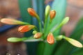 Stunning Clivia flower buds days before opening Royalty Free Stock Photo