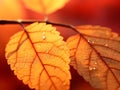 Stunning Close-Up of Autumn Leaves Against Golden Abstract Background, Bathed in Soft Sunlight. Generative Ai.