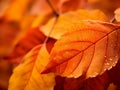 Stunning Close-Up of Autumn Leaves Against Golden Abstract Background, Bathed in Soft Sunlight. Generative Ai.