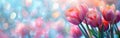 Blooming Spring Tulip Closeup on Pastel Bokeh Background Royalty Free Stock Photo