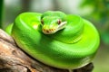 Bright Green Python with Unique Texture on Natural Background of Vibrant Flora Royalty Free Stock Photo