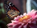 Butterfly on Pink Flower: Close-up Macro Shot with Shallow Depth of Field and Soft Natural Light.