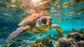 Majestic Sea Turtle in Pacific Waters Royalty Free Stock Photo