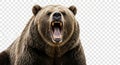 Powerful grizzly bear roaring intensely isolated Royalty Free Stock Photo