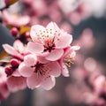 a close up of a pink cherry tree with pink flowers.