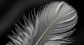 Stunning close-up of a delicate white bird feather Royalty Free Stock Photo