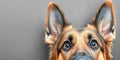 A Stunning Close-Up of a German Shepherd Dog with Expressive Eyes and Ears on a Gray Background Royalty Free Stock Photo