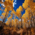 Golden Aspen Grove in Autumn Breeze Royalty Free Stock Photo