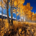 Golden Aspen Grove in Autumn Breeze Royalty Free Stock Photo