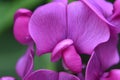 Stunning Close Up of a Hot Pink Sweet Pea Royalty Free Stock Photo