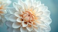 Pure Beauty: Close-Up of White Dahlia Flower Petals