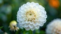 Pure Beauty: Close-Up of White Dahlia Flower Petals