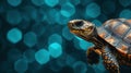 Close-up of a turtle with a vivid blue bokeh background Royalty Free Stock Photo