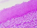 Esophageal Tissue Under the Microscope: Stratified Squamous Epithelium in Detail Royalty Free Stock Photo