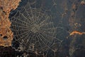 Intricate Spider Web Pattern on Dark Rusty Surface Detail