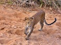 Stunning close up of leopard walking in Yala National Park, Sri Lanka Royalty Free Stock Photo