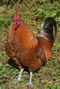 Stunning Close up Look at a Free Range Brown Rooster