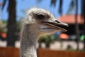 Stunning Close Up Look at a Ostrich Bird Royalty Free Stock Photo