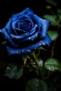 Stunning close up of a lovely blue rose illuminated by the enchanting glow of the moon