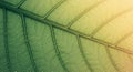 Vibrant Green Leaf Veins Macro Background Royalty Free Stock Photo