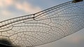 Intricate Dragonfly Wing Macro Against Sky Royalty Free Stock Photo
