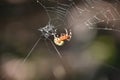 Stunning Close Up of a Marbled Orbweaver Spider Royalty Free Stock Photo