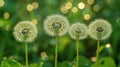 Pusteblume - Close-up of a Beautiful Dandelion Flower in a Field Royalty Free Stock Photo