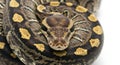 Ball Python Head and Coils on White Royalty Free Stock Photo