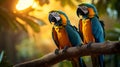 Vibrant Macaws Preening Feathers in Tropical Rainforest Royalty Free Stock Photo