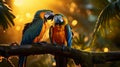 Vibrant Macaws Preening Feathers in Tropical Rainforest Royalty Free Stock Photo