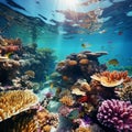 Vibrant Coral Reef: A Conservation Success Story Royalty Free Stock Photo