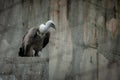 Captive beauty: A close-up of a vulture in Sofia Zoo