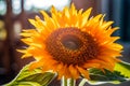 Blooming Sunflower in Natural Light