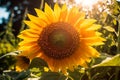 Blooming Sunflower in Natural Light