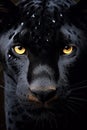 Black panther (black jaguar) looking to camera with beautiful yellow eyes. Amazing Wildlife. Royalty Free Stock Photo