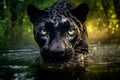 Black panther (black jaguar) walking through the river. Beautiful defocused background of the