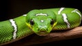 Emerald Tree Python Close-up Portrait: Striking Green Reptile with White Stripes on Branch Royalty Free Stock Photo