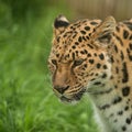 Beautiful close up portrait of Jaguar panthera onca in colorful Royalty Free Stock Photo