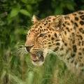 Beautiful close up portrait of Jaguar panthera onca in colorful